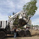 В Казахстане озеленение признали неэффективным из-за отсутствия научного подхода