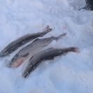 В ВКО выявили факт незаконной добычи тайменя 