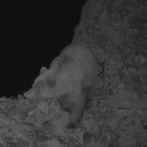 «Застенчивый» медведь попал в фотоловушку в нацпарке в ВКО