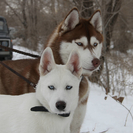 Үй жануарларын міндетті тіркеу және чиптеу туралы не білу керек?