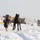 В Усть-Каменогорске на встрече с вице-министром заявили: «Конституция защищает людей, а не собак!»