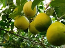 В ВКО в подземной теплице созрели огромные лимоны