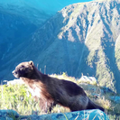 В ВКО в фотоловушку попала росомаха