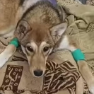 В Риддере травмированный пес Рыжик пошёл на поправку