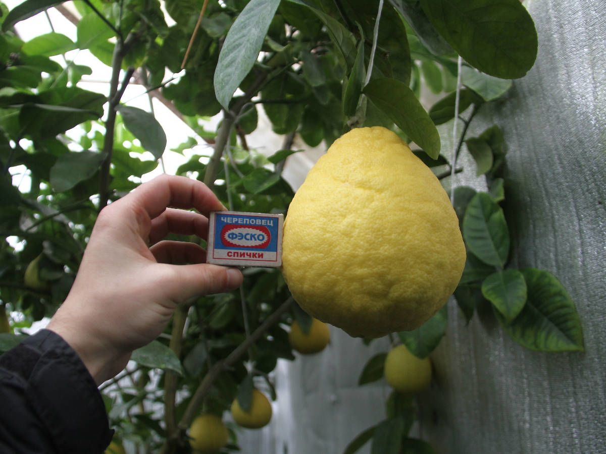 В Усть-Каменогорск на выставку-продажу привезут огромные лимоны