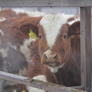 Қазақстанда мал шаруашылығын дамыту үшін 5-6% мөлшерлемемен жеңілдетілген несие беру жоспарда бар