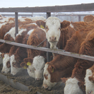 В Казахстане планируют запустить льготные кредиты под 5-6% для развития животноводства