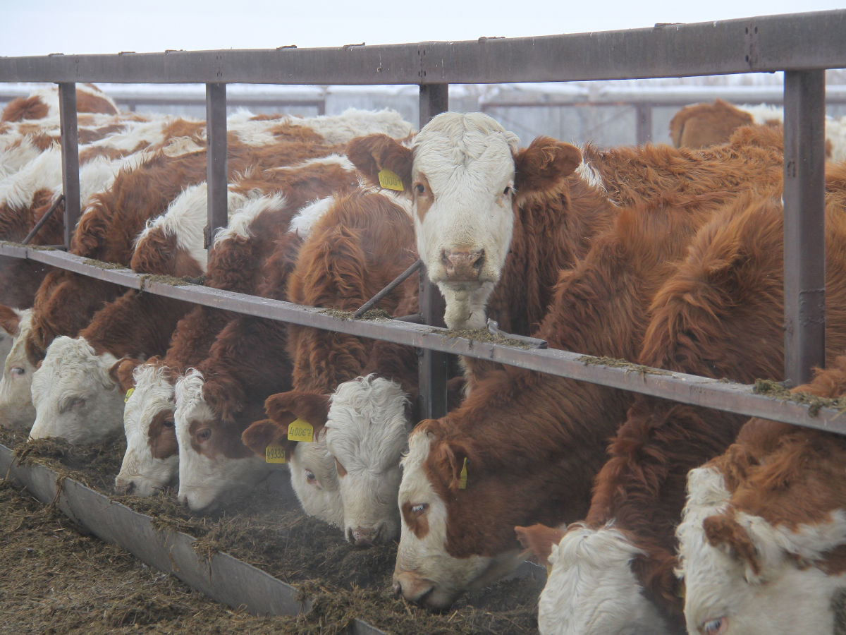 В Казахстане планируют запустить льготные кредиты под 5-6% для развития животноводства