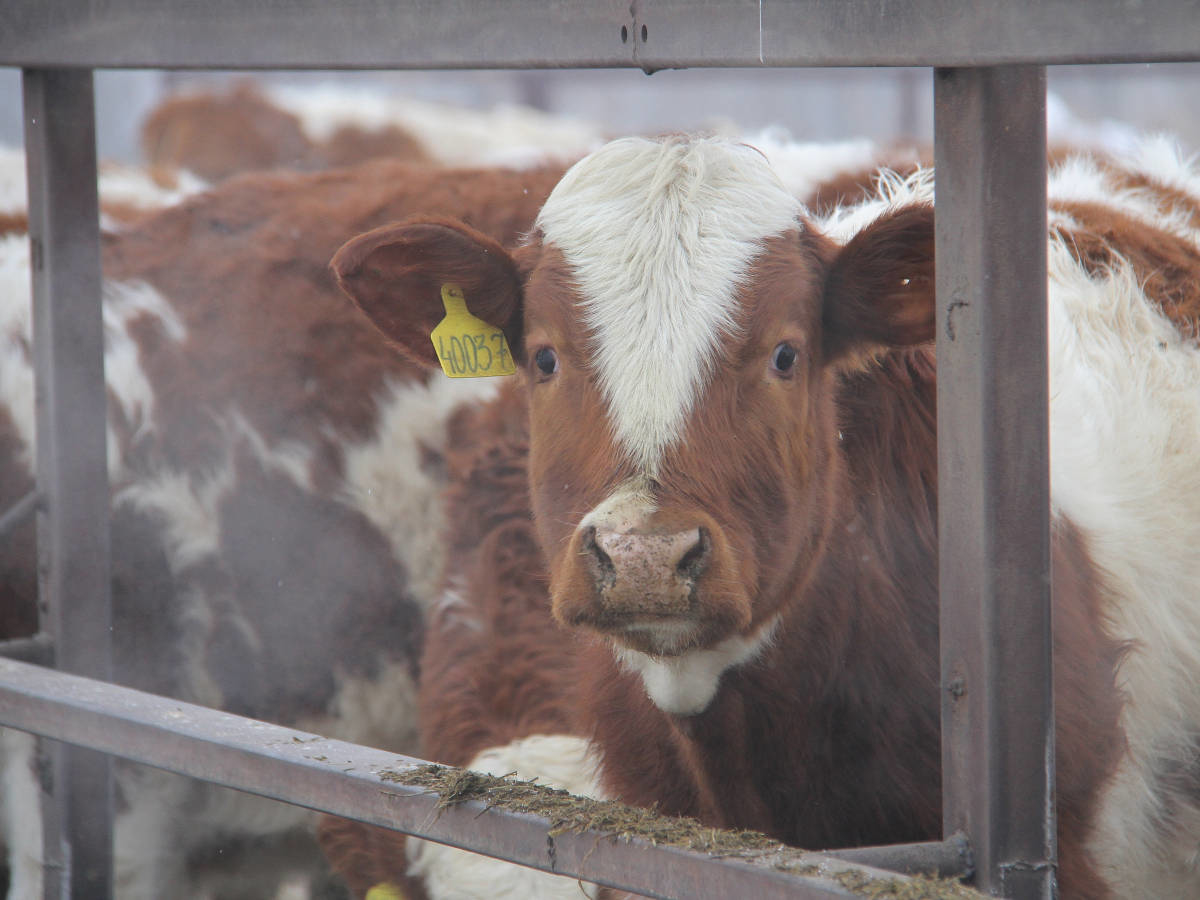 Қазақстанда мал шаруашылығын дамыту үшін 5-6% мөлшерлемемен жеңілдетілген несие беру жоспарда бар