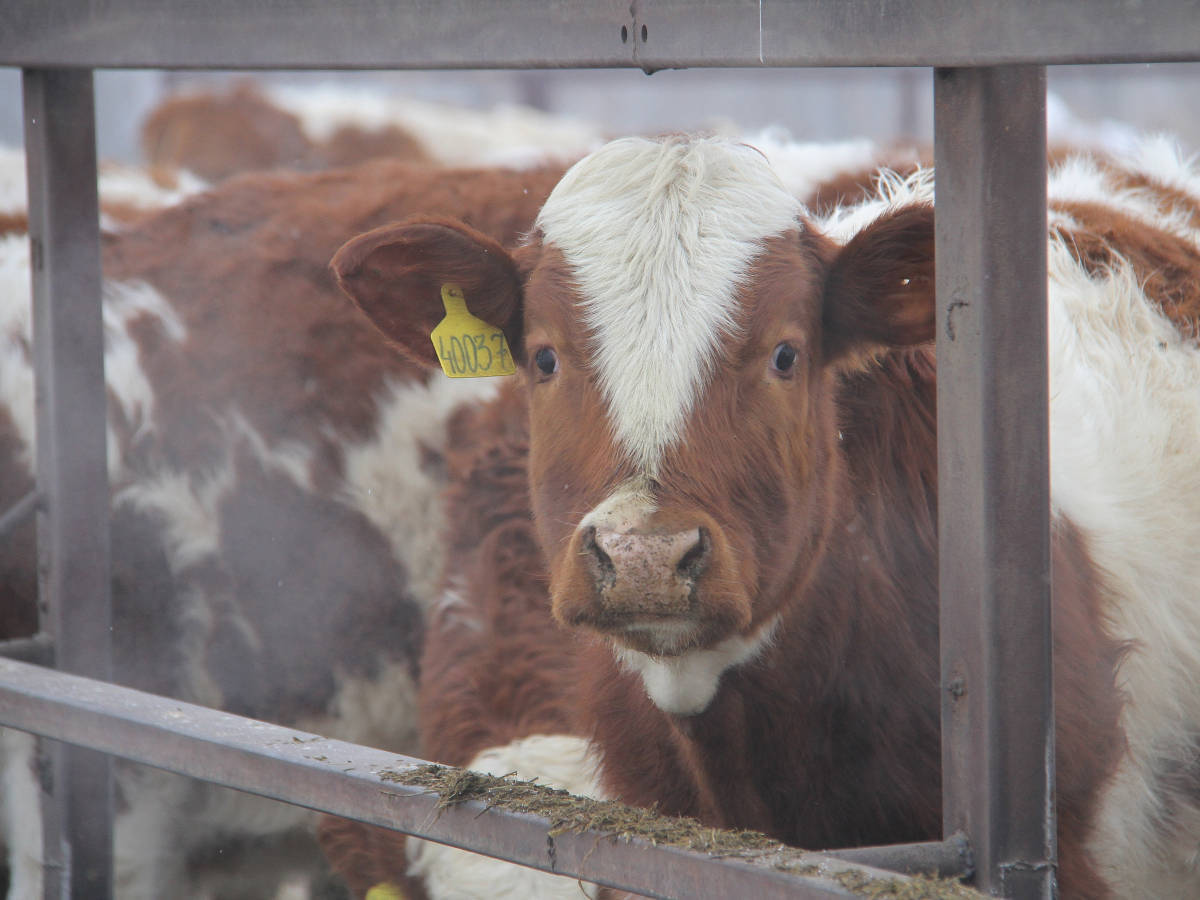 Қазақстанда мал шаруашылығын дамыту үшін 5-6% мөлшерлемемен жеңілдетілген несие беру жоспарда бар
