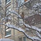 В Усть-Каменогорске на улице обнаружили фазана