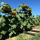 В Казахстане перед акимами поставили задачу: сократить долю водозатратных сельхозкультур