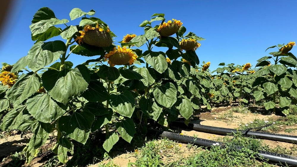 В Казахстане перед акимами поставили задачу: сократить долю водозатратных сельхозкультур