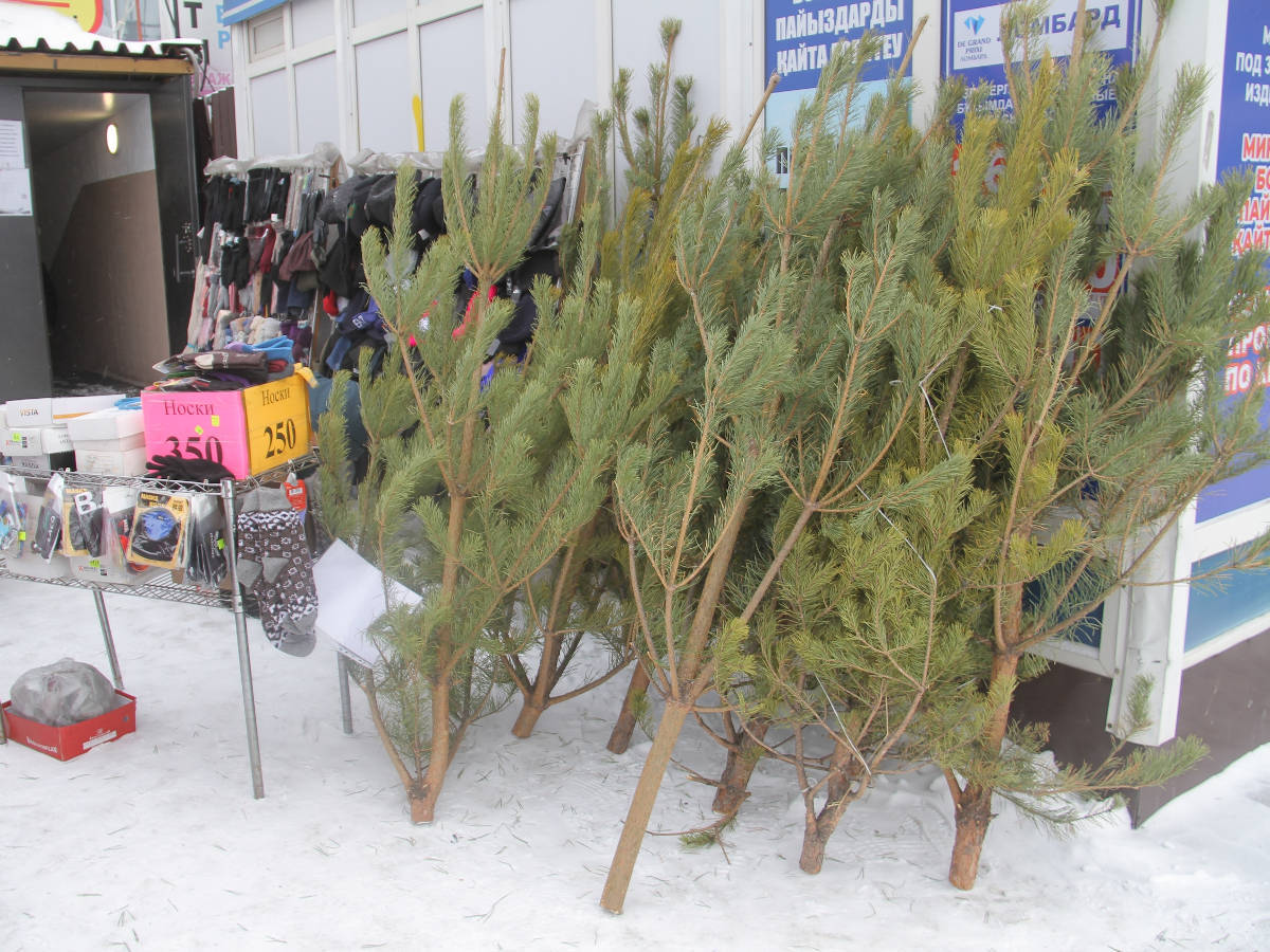 В Усть-Каменогорске полицейские проводят ОПМ «Шырша»