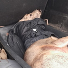 В Усть-Каменогорске обнаружили травмированную косулю