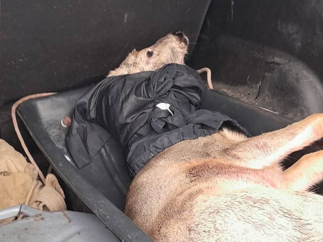 В Усть-Каменогорске обнаружили травмированную косулю