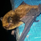 В ВКО сотрудники нацпарка показали редкие виды летучих мышей