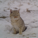 Фотоловушка запечатлела степную кошку