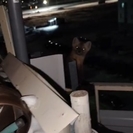 Житель Усть-Каменогорска обнаружил на балконе соболя