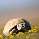 Черепах — под защиту: Казахстан ввел жесткий запрет до 2040 года