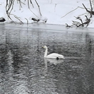 В черте Усть-Каменогорска заметили лебедя