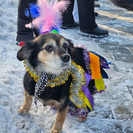 В Усть-Каменогорске состоялся костюмированный парад собак