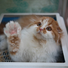 В Усть-Каменогорске предлагают за счёт бюджета чипировать некоторых домашних животных 