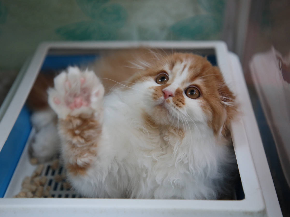 В Усть-Каменогорске предлагают за счёт бюджета чипировать некоторых домашних животных