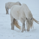 Шорник из ВКО — о традициях, качестве и любви к лошадям