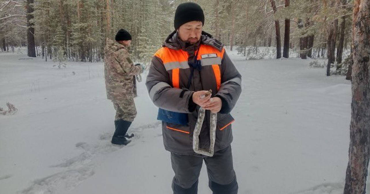 Брикеты с вакциной против бешенства разложили на территории «Семей орманы»