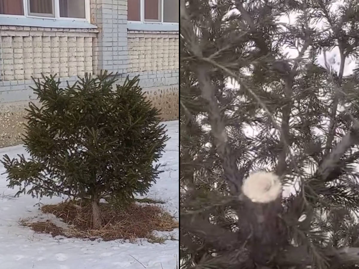 В Усть-Каменогорске злоумышленники спилили верхушку ёлки, растущей возле школы