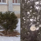 В Усть-Каменогорске злоумышленники спилили верхушку ёлки, растущей возле школы