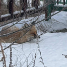 На территории Усть-Каменогорка была замечена лиса 