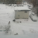 В Усть-Каменогорске собирают подписи по поводу отлова бродячих собак 