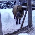 В ВКО кабаны регулярно приходят на подкормочные площадки в лесу