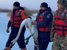 На озере Алаколь нашли травмированного лебедя