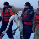 На озере Алаколь нашли травмированного лебедя