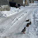 В Усть-Каменогорске утки пожаловали во двор многоэтажки