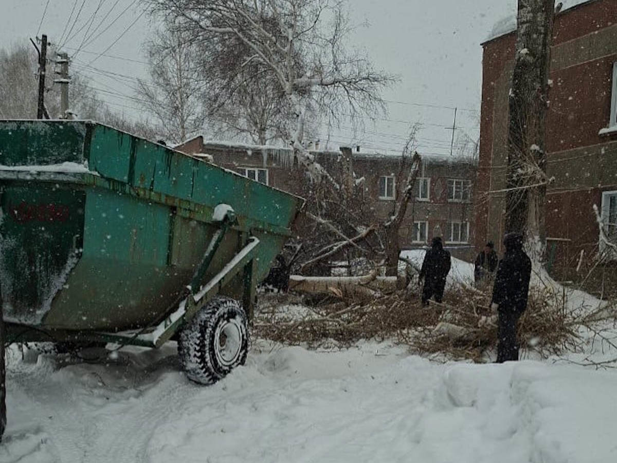 В ВКО спиленные аварийные деревья отдают на дрова жителям частных домов