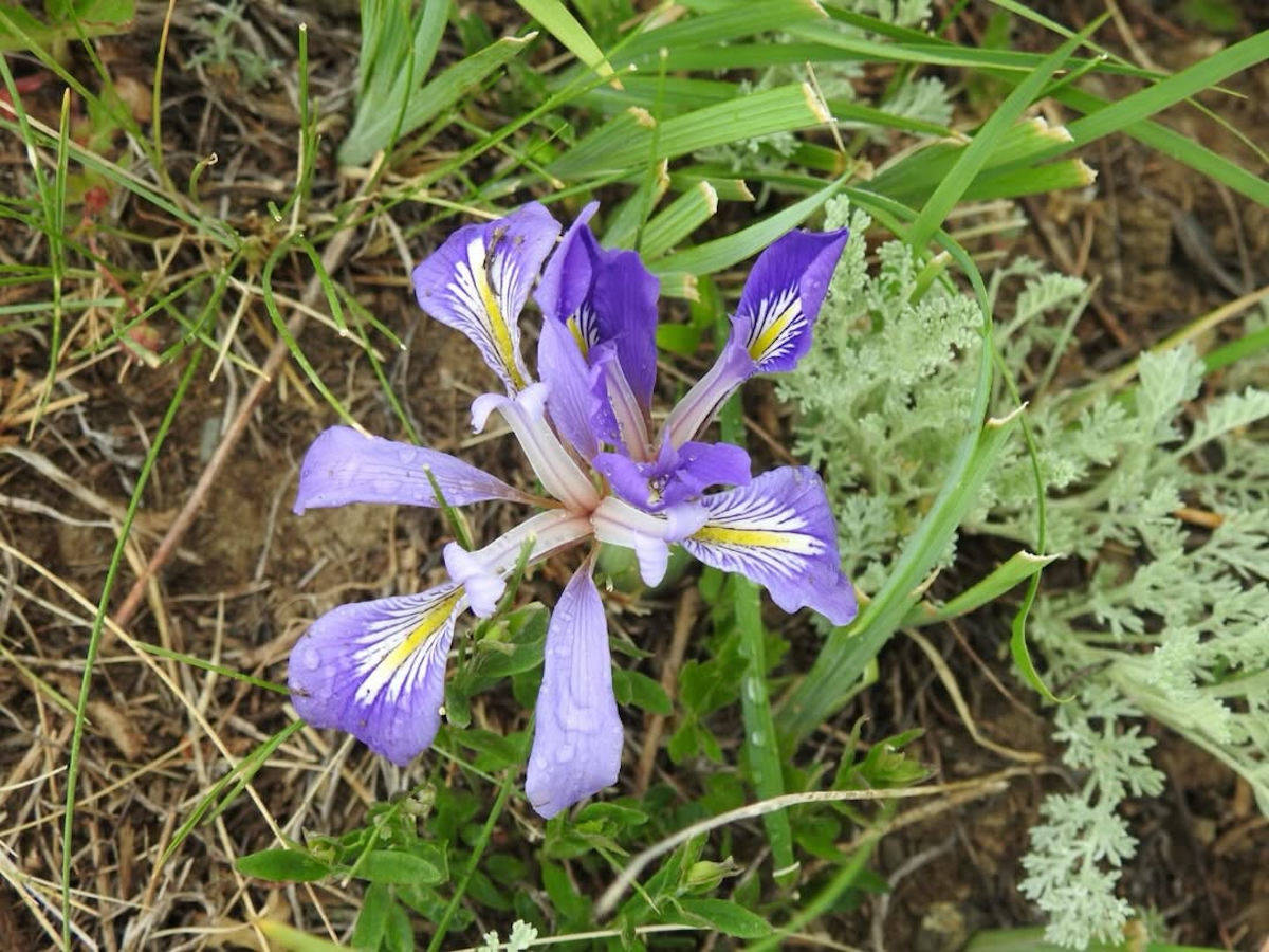 Краснокнижный цветок из ВКО хранится в коллекции Гарвардского университета