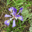 Краснокнижный цветок из ВКО хранится в коллекции Гарвардского университета 