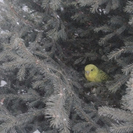 В Усть-Каменогорске спасли попугая, который сидел на дереве под окнами многоэтажки 