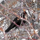 В Восточном Казахстане обитает «Птица года – 2026»