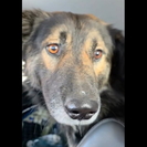 В Усть-Каменогорске за неделю отловили больше 30 безнадзорных собак