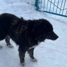 ВКО. В Риддере собака нападала на людей и животных 