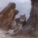 По кличке Боря: в Урджарском районе проверили информацию о волке на цепи