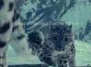 В ВКО семейство снежных барсов попало в объектив фотоловушки