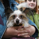 В Усть-Каменогорске планируется проводить рейды для проверки содержания домашних животных 