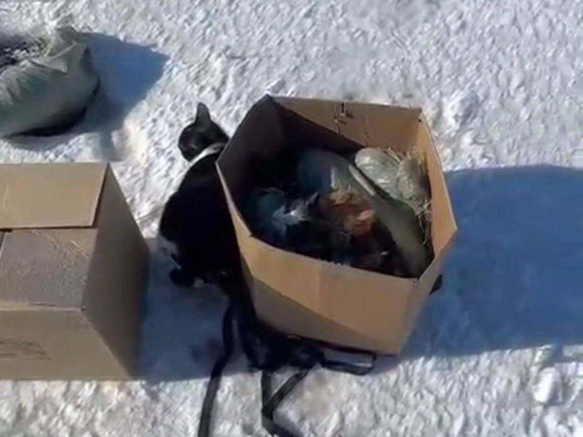 В Семее возле трассы нашли коробки и мешки с живыми и мёртвыми кошками