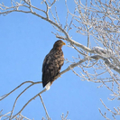 В ВКО запечатлели краснокнижную птицу